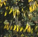 Katır Kuyruğu Nedir? Katır Kuyruğu Nedir?