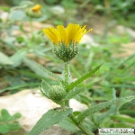 Portakal Nergisi Nedir?