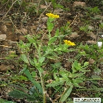 Portakal Nergisi Nedir?