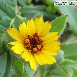 Portakal Nergisi Nedir?