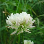 Ak Üçgül Nedir? Ak Üçgül Nedir?