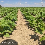 Fasulye Gübrelemesi Nasıl Yapılır?