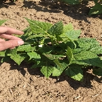 Fasulye Gübrelemesi Nasıl Yapılır?