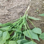 Fasulye Gübrelemesi Nasıl Yapılır?