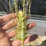 Ekmeklik Ve Makarnalık Buğday Çeşitleri Nelerdir?