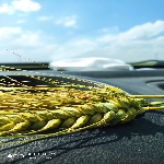 Ekmeklik Ve Makarnalık Buğday Çeşitleri Nelerdir?