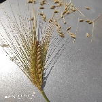 Arpa Yetiştiriciliği Nasıl Yapılır? Arpa Yetiştiriciliği Nasıl Yapılır?