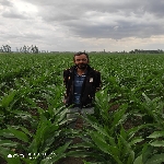 Mısır Tarımı Nasıl Yapılır? Mısır Tarımı Nasıl Yapılır?