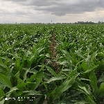 Mısır Tarımı Nasıl Yapılır? Mısır Tarımı Nasıl Yapılır?