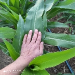 Mısır Tarımı Nasıl Yapılır? Mısır Tarımı Nasıl Yapılır?