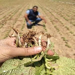 Fasulye Kök Çürüklüğü Hastalığı Belirtileri, Nedenleri Ve Mücadelesi