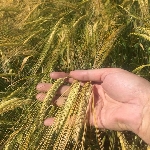 Arpa Yetiştiriciliği Nasıl Yapılır? Arpa Yetiştiriciliği Nasıl Yapılır?