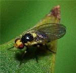 Yaprak Galeri Sineği Nedir? Zararları Ve Mücadele Yöntemleri