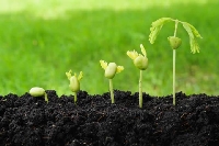 Bitki Tohumlarında Çimlenme Nasıl Yapılır?