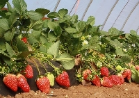 Çilek Tohumu Çimlendirme Nasıl Yapılır?