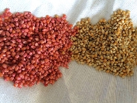 Tohum İlaçlaması Ve Önemi