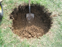 Fidan Ne Zaman Ve Nasıl Dikilir?