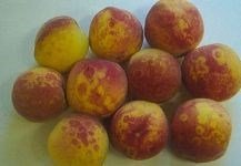 Şarka Virüsü Belirtileri, Nedenleri Ve Mücadele Yöntemleri