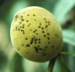 Şeftali Kara Leke Hastalığı Belirtileri, Nedenleri Ve Mücadelesi Şeftali Kara Leke Hastalığı Belirtileri, Nedenleri Ve Mücadelesi