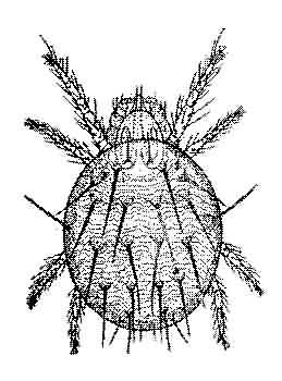 Kırmızı Örümcek Nedir? Zararları, Belirtileri Ve Etkili Mücadelesi