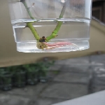 Çeliklerde Köklendirme Yöntemleri Nelerdir? Çeliklerde Köklendirme Yöntemleri Nelerdir?