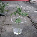 Çeliklerde Köklendirme Yöntemleri Nelerdir? Çeliklerde Köklendirme Yöntemleri Nelerdir?