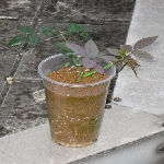 Çeliklerde Köklendirme Yöntemleri Nelerdir? Çeliklerde Köklendirme Yöntemleri Nelerdir?