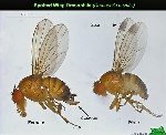 Kiraz Sirke Sineği (Drosophila Suzukii) Zararlısı Ve Mücadele Yöntemleri