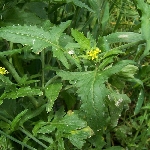 Bülbül Otu Nedir? Bülbül Otu Nedir?