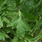 Bülbül Otu Nedir? Bülbül Otu Nedir?