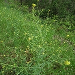 Bülbül Otu Nedir? Bülbül Otu Nedir?