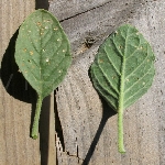 Bambulotu (Bozot) Otu Nedir?