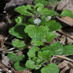 Adi Yavşan Otu Nedir? Adi Yavşan Otu Nedir?