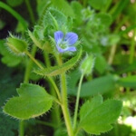 Adi Yavşan Otu Nedir? Adi Yavşan Otu Nedir?