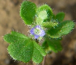 Adi Yavşan Otu Nedir? Adi Yavşan Otu Nedir?