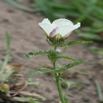 Yabani Bamya Otu Nedir? Yabani Bamya Otu Nedir?