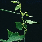 Sarmaşık Çoban Değneği Otu Nedir? Sarmaşık Çoban Değneği Otu Nedir?