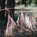 Püsküllü Çayır Otu Nedir?
