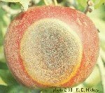 Acı Çürüklük Hastalığı (Glomerella Cingulata)