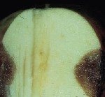 Acı Çürüklük Hastalığı (Glomerella Cingulata)