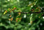 Armut Memeli Pas Hastalığı (Gymnosporangium Sabinae)