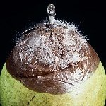 Mucor Çürüklüğü Hastalığı (Mucor Piriformis)