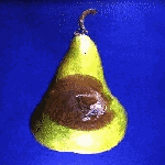 Mucor Çürüklüğü Hastalığı (Mucor Piriformis)