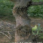 Nectria Kanseri Hastalığı (Nectria (Neonectria) Galligena)