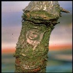 Nectria Kanseri Hastalığı (Nectria (Neonectria) Galligena)