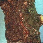 Nectria Kanseri Hastalığı (Nectria (Neonectria) Galligena)