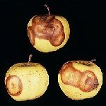 Perennial Kanseri Hastalığı (Neofabrae Perennans)