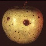 Perennial Kanseri Hastalığı (Neofabrae Perennans)