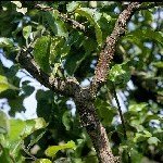 Bağlarda Antraknoz Hastalığı (Boğa Gözü)