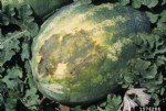 Karpuz Bakteriyel Meyve Lekesi Hast. Belirtileri, Ve Mücadelesi